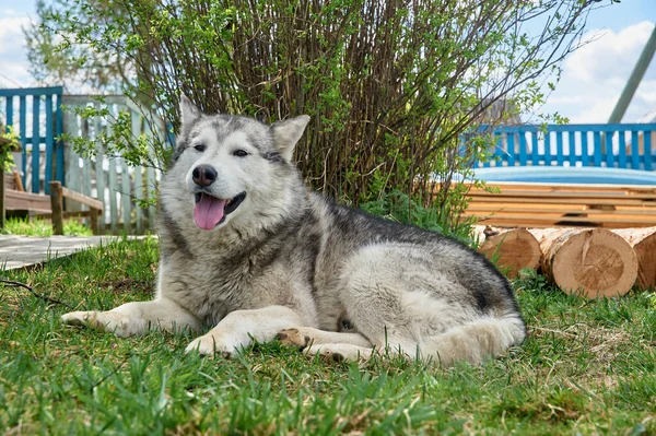 Husky-Hund liegt an einem Sommertag im Gras — Stockfoto