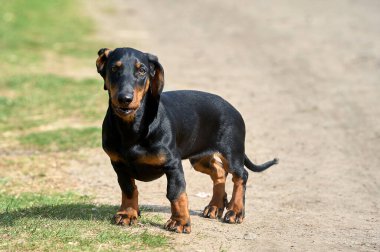 Dachshund köpeği toprak bir yolda duruyor.
