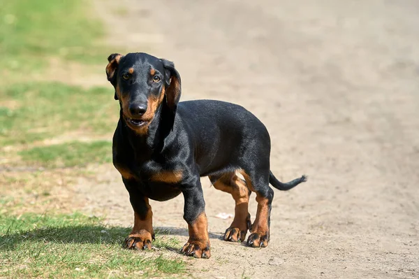 O cão dachshund está em pé em uma estrada de terra — Fotografia de Stock