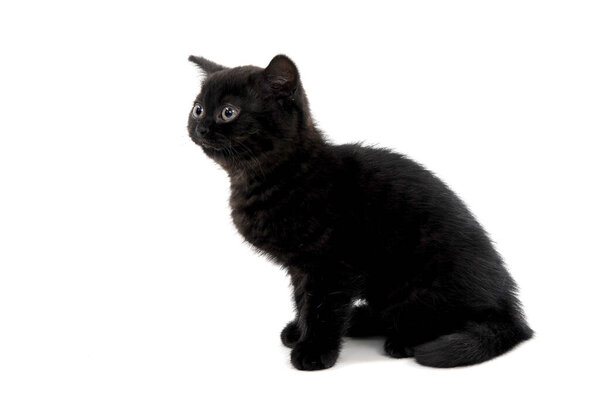 a black purebred kitten sitting on a white isolated background