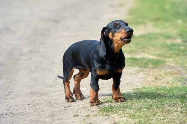 De teckel hond staat op een onverharde weg — Stockfoto