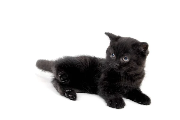 Preto puro-sangue gatinho, deitado em um fundo isolado branco — Fotografia de Stock