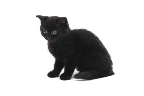 Um gatinho de raça pura preto sentado em um fundo isolado branco — Fotografia de Stock