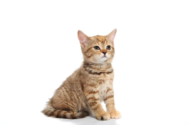 生姜条纹纯种猫，坐在白色孤立的背景上 — 图库照片