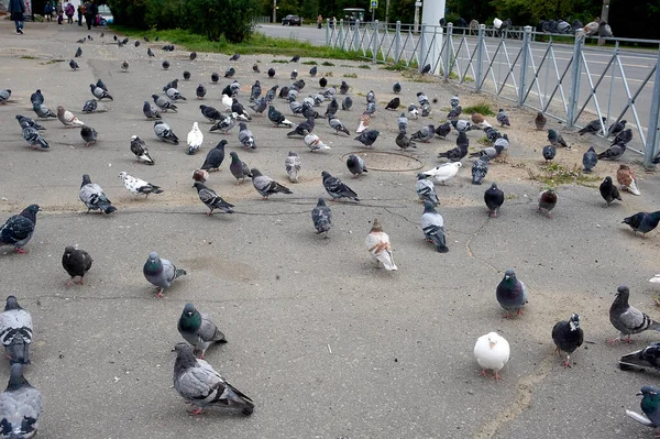 Una bandada de palomas está sentada sobre el asfalto — Foto de Stock