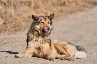 Tüylü bir köpek güneşli bir günde yolda yatıyor.