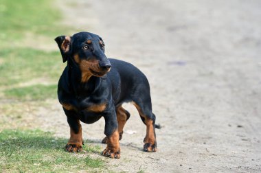 Dachshund köpeği toprak bir yolda duruyor.