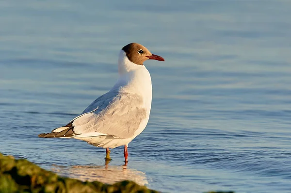 Eine Möwe steht an einem sonnigen Abend im Wasser — Stockfoto