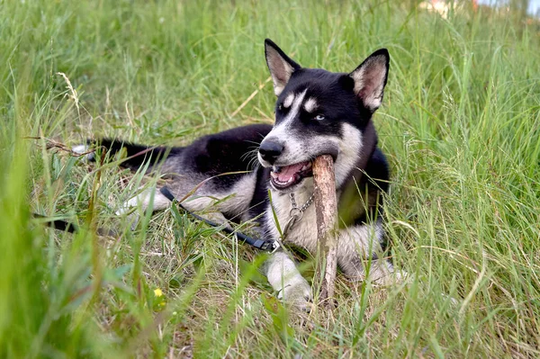 A husky a füvön fekszik, és egy botot rágcsál. — Stock Fotó