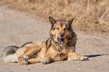 Tüylü bir köpek güneşli bir günde yolda yatıyor.