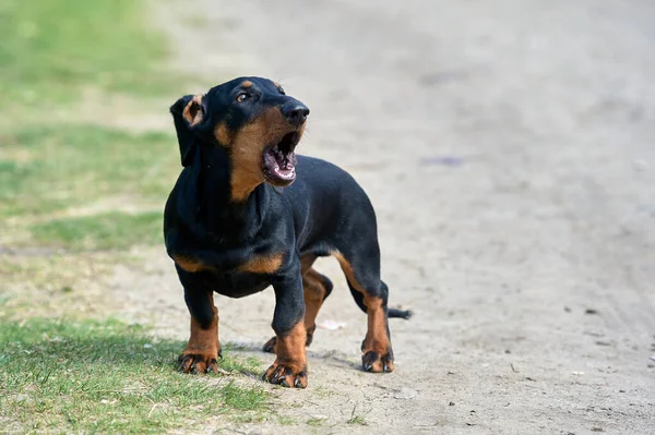 Der Dackel steht auf einem Feldweg und bellt — Stockfoto