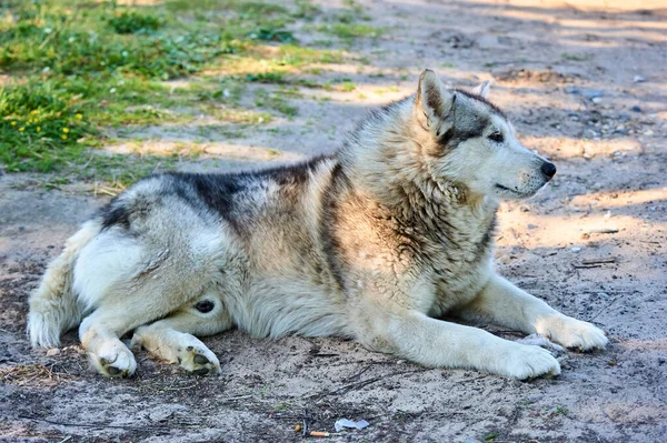 O cão Husky está em uma grama em um dia de verão — Fotografia de Stock