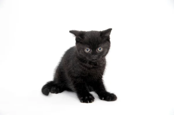 Negro parodia gatito sentado en blanco aislado foto — Foto de Stock