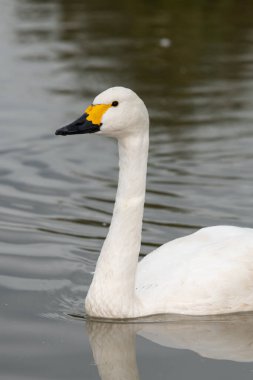 Suda yüzen bir Bewicks kuğusunun portresi (cygnus columbianus)
