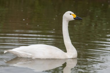 Suda yüzen bir Bewicks kuğusunun portresi (cygnus columbianus)