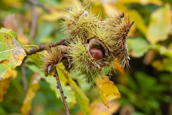 Close up of sweet chestnuts (castanea sativa) on the tree