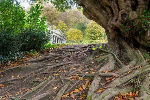 Stourton Wiltshire United Kingdom October 20Th 2020 Close Roots Gnarly — Stock Photo, Image