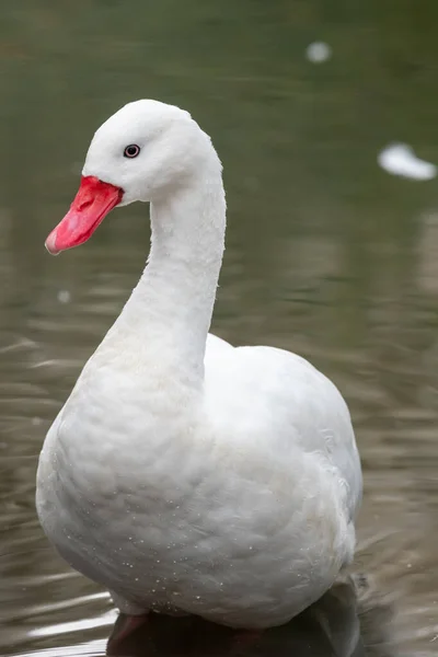 Coscoroba Swan Coscoroba Coscoroba — Stock Photo, Image