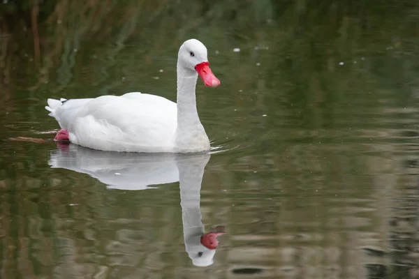 Portrait Coscoroba Swan Coscoroba Coscoroba Swimming Water — Stock Photo, Image