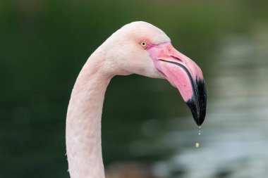 Daha büyük bir flamingonun kafasından vuruşu (phoenicopterus roseus)