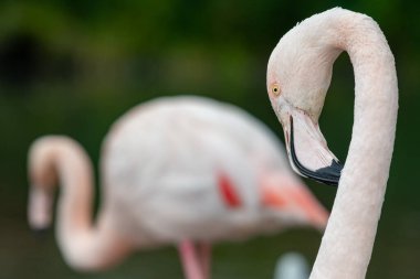 Daha büyük bir flamingonun kafasından vuruşu (phoenicopterus roseus)