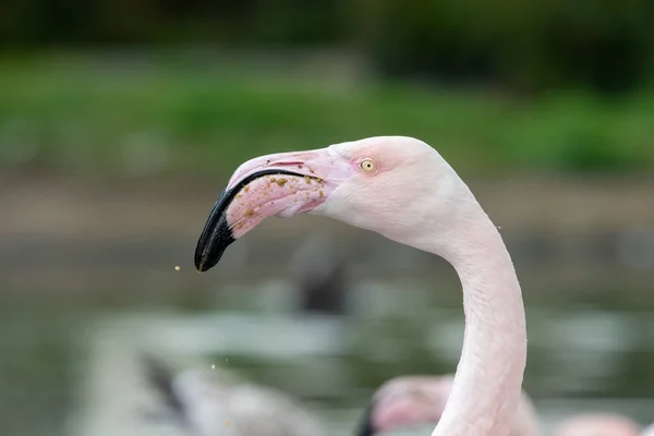 Huvudskott Större Flamingo Phoenicopterus Roseus — Stockfoto