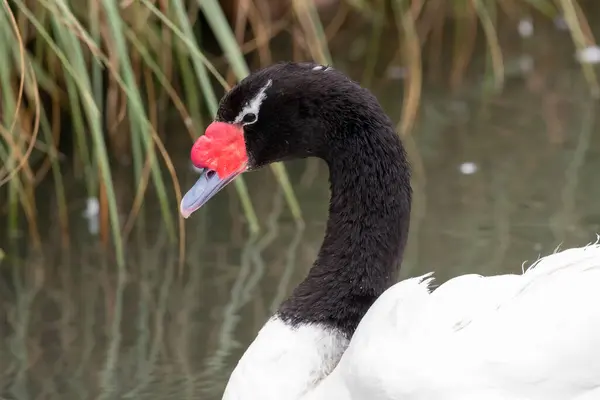 Nahaufnahme Porträt Eines Schwarzhalsschwans Cygnus Melancoryphus Wasser — Stockfoto