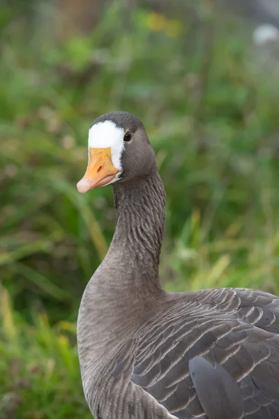 Porträtt Grönländsk Vit Gås Anser Albifrons Flavirostris — Stockfoto