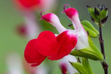 Makro sıcak dudaklı salvia çiçekleri çiçek açtı.