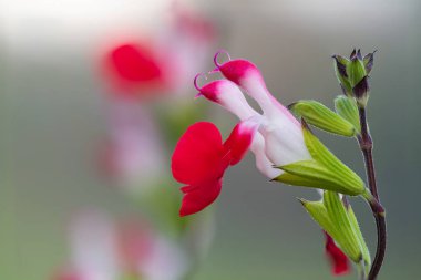 Makro sıcak dudaklı salvia çiçekleri çiçek açtı.