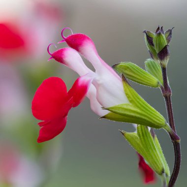 Makro sıcak dudaklı salvia çiçekleri çiçek açtı.