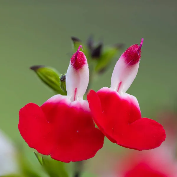 Macro Tiro Lábios Quentes Flores Salvia Flor — Fotografia de Stock