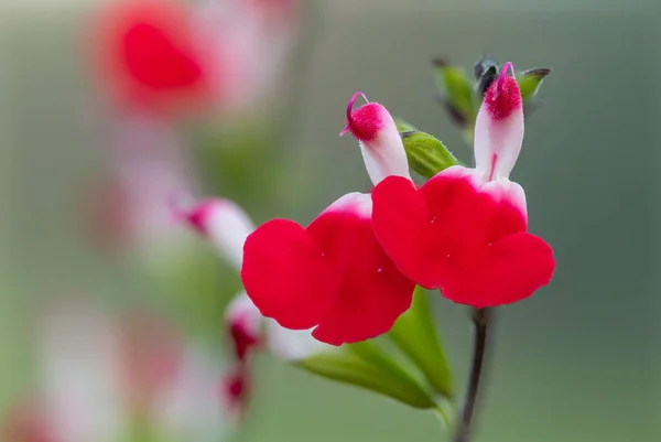 Macro Tiro Lábios Quentes Flores Salvia Flor — Fotografia de Stock