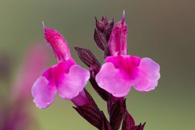 Çiçek açmış pembe salvia çiçeklerinin makro çekimi