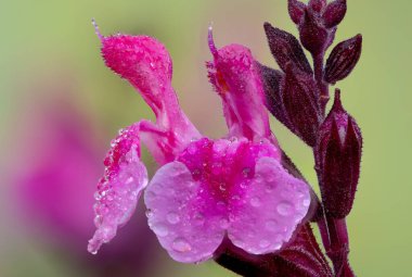 Su damlacıklarıyla kaplı pembe salvia çiçekleri.