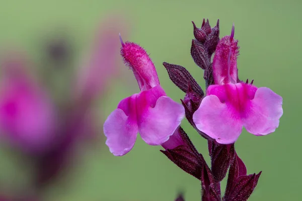 Macro Tiro Flores Salvia Rosa Flor — Fotografia de Stock