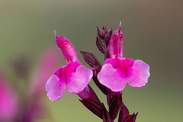 Çiçek Açmış Pembe Salvia Çiçeklerinin Makro Çekimi — Stok fotoğraf