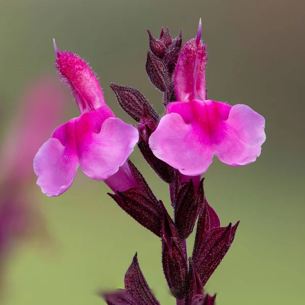 Macro Shot Pink Salvia Flowers Bloom — Stock Photo, Image