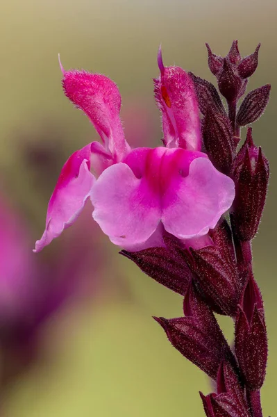 Μακρό Πλάνο Από Ροζ Λουλούδια Salvia Άνθιση — Φωτογραφία Αρχείου