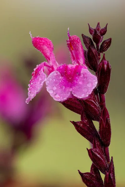 Macro Flores Salvia Rosa Cubiertas Gotitas Agua — Foto de Stock