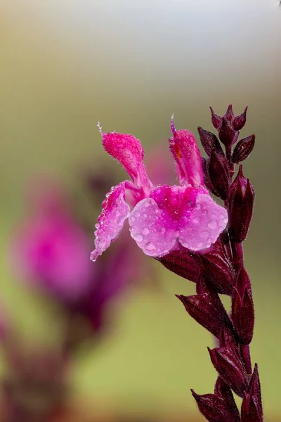 Macro Flores Salvia Rosa Cubiertas Gotitas Agua — Foto de Stock