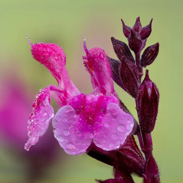 Damlacıklarıyla Kaplı Pembe Salvia Çiçekleri — Stok fotoğraf