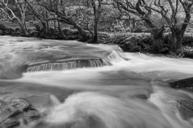 Heddon nehrinin Exmoor 'daki Heddons Mouh ormanında akışı uzun sürdü.