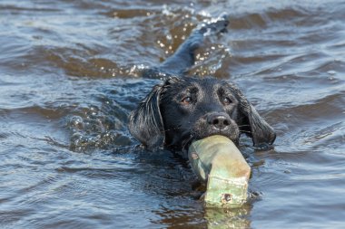Sudan bir kukla çıkaran siyah Labrador 'a yaklaş.