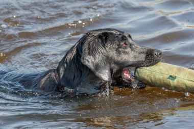 Sudan bir kukla çıkaran siyah Labrador 'a yaklaş.