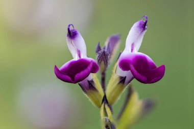 Mor ve beyaz salvia çiçeklerinin çiçek açtığı makro çekim.