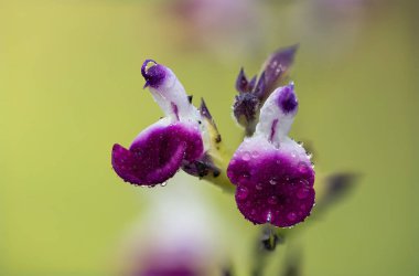 Mor ve beyaz salvia çiçeklerinin çiçek açtığı makro çekim.