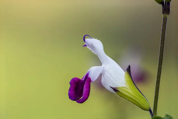 Макрознімок Фіолетових Білих Квітів Сальвії Цвітіння — стокове фото