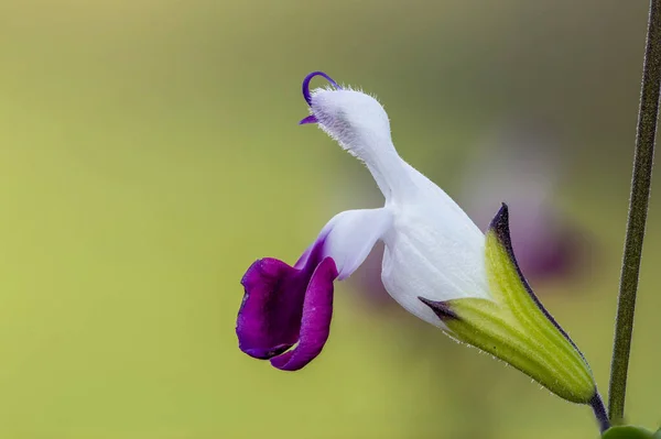 Макрознімок Фіолетових Білих Квітів Сальвії Цвітіння — стокове фото
