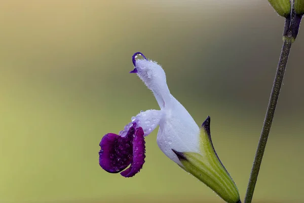 Macro Shot Fiori Salvia Viola Bianchi Fiore — Foto Stock